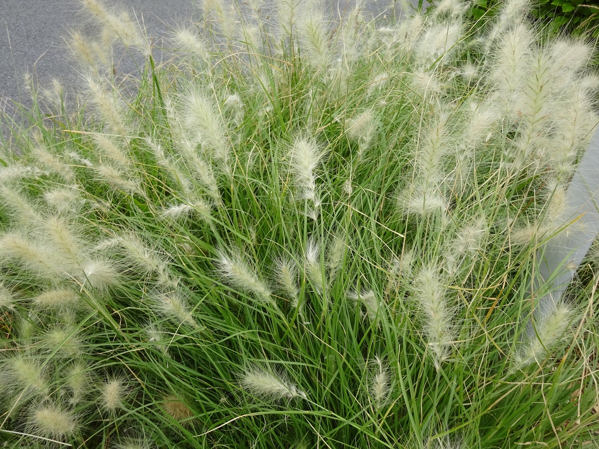 Cenchrus longisetus (Poaceae)